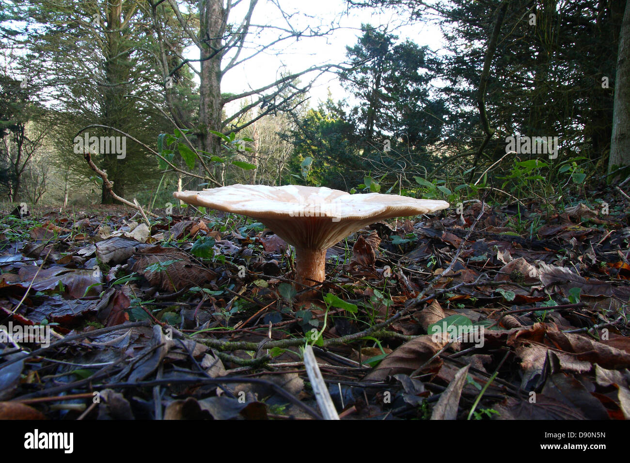 Fungus growing in woodland hi-res stock photography and images - Alamy