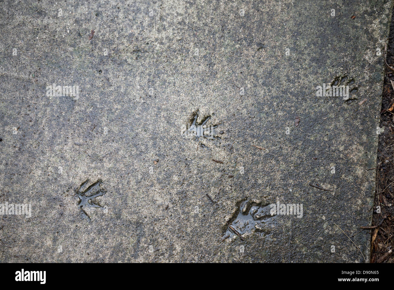 Raccoon footprints hi-res stock photography and images - Alamy