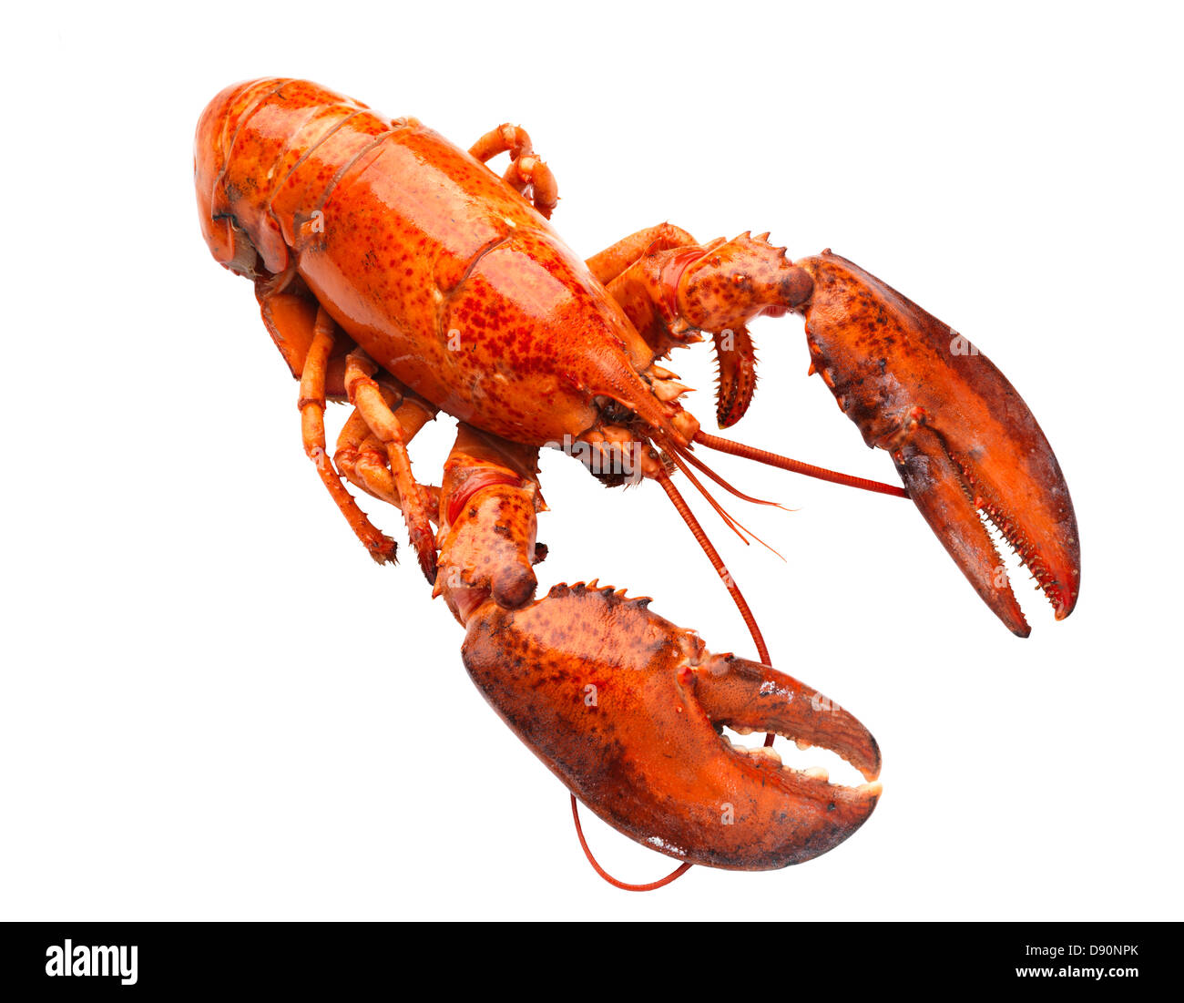 Lobster on white background Stock Photo