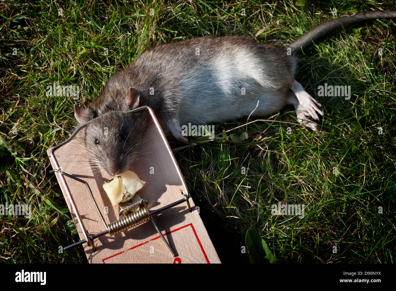 dead-mouse-in-trap-stock-photo-alamy