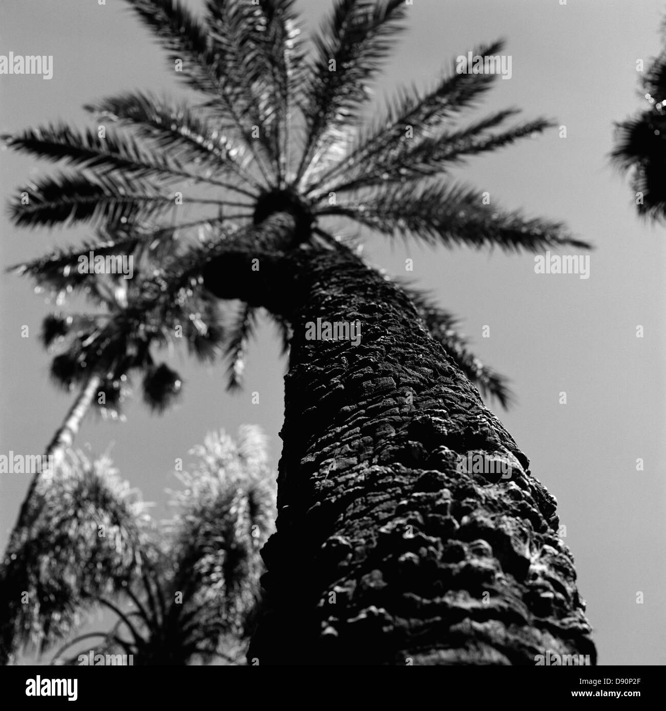 Tree upward view Black and White Stock Photos & Images - Alamy