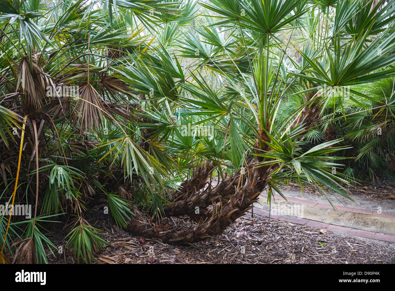 The saw palmetto or Serenoa repens often forms a dense thicket or understory in Florida and the Southeastern U.S. Stock Photo