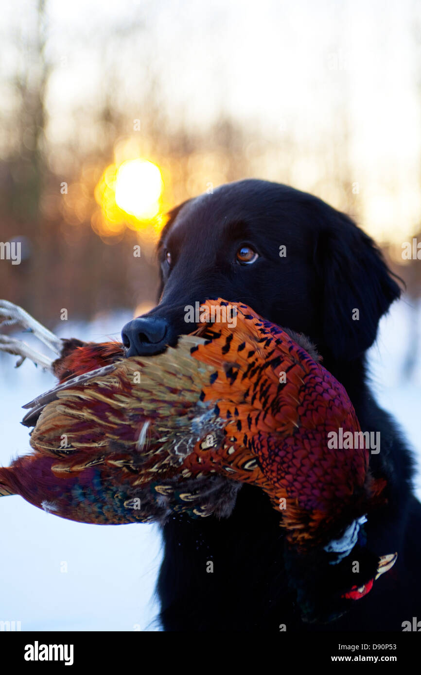 Hunting dog pheasant in mouth hires stock photography and images Alamy