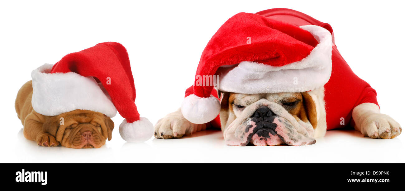 dog santa - two dogs wearing santa hats - english bulldog and dogue de bordeaux puppy Stock Photo