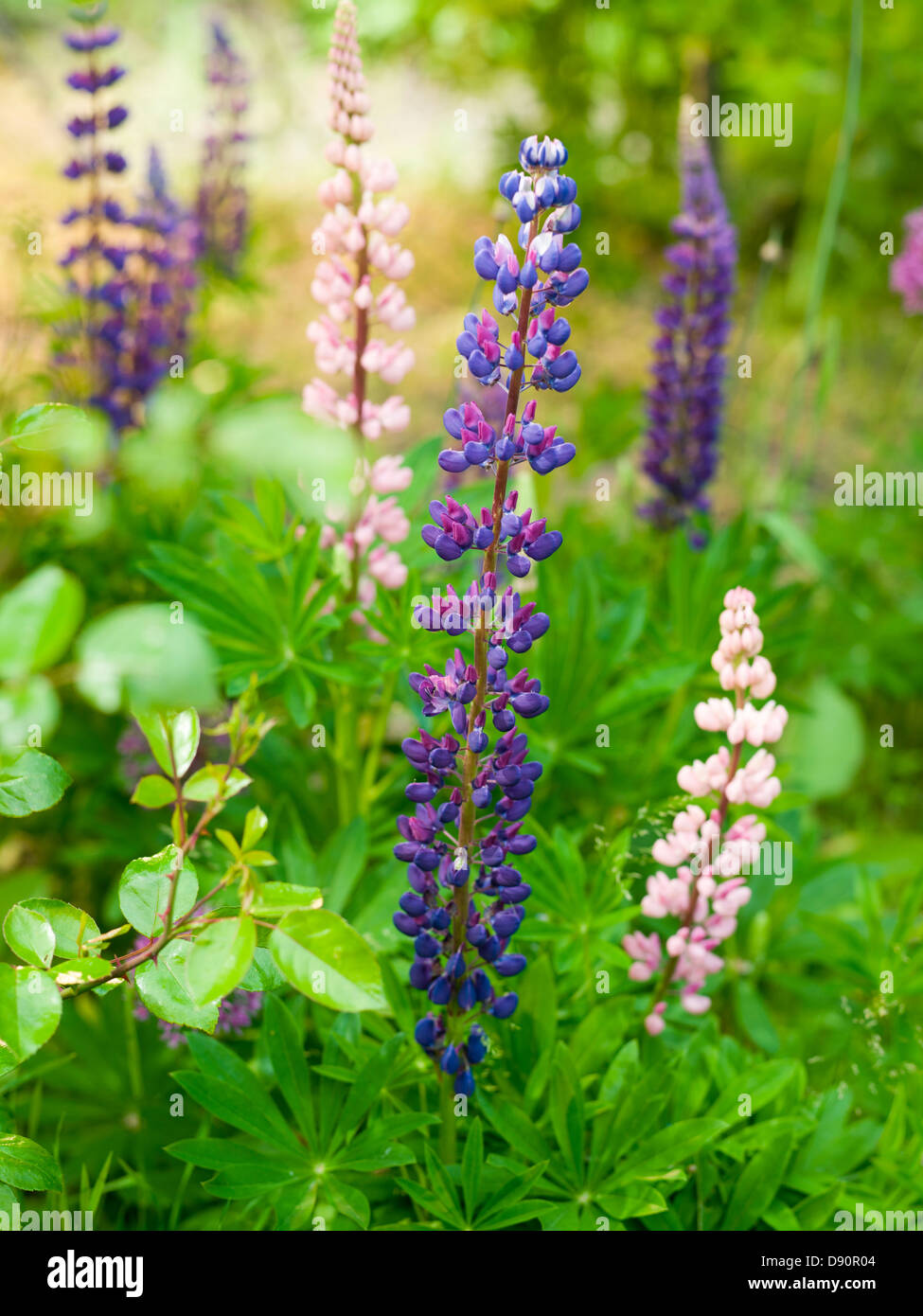 Lupin flowers growing in garden Stock Photo Alamy