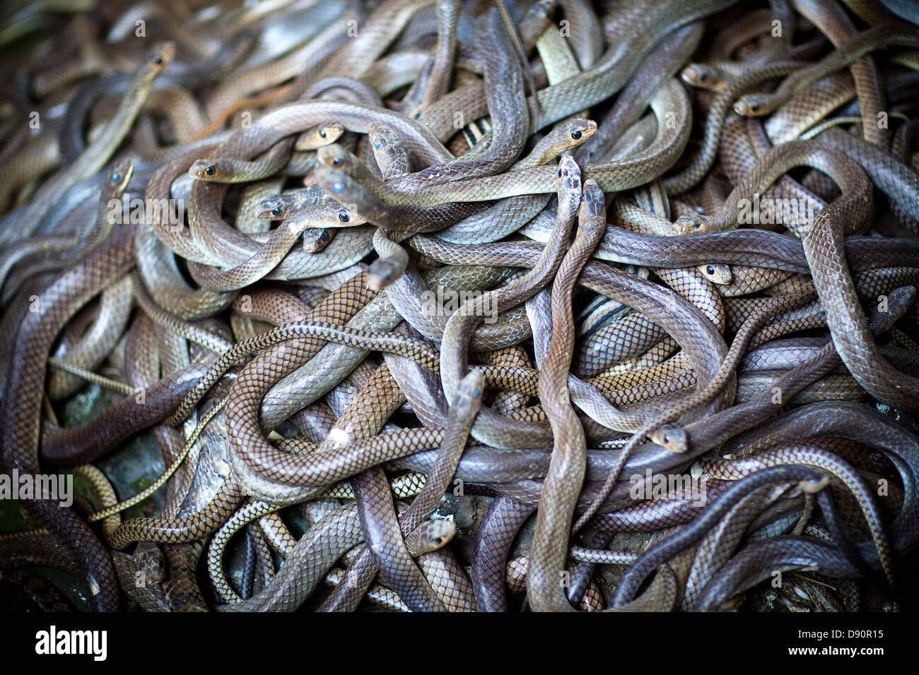 View of snakes pit Stock Photo Alamy