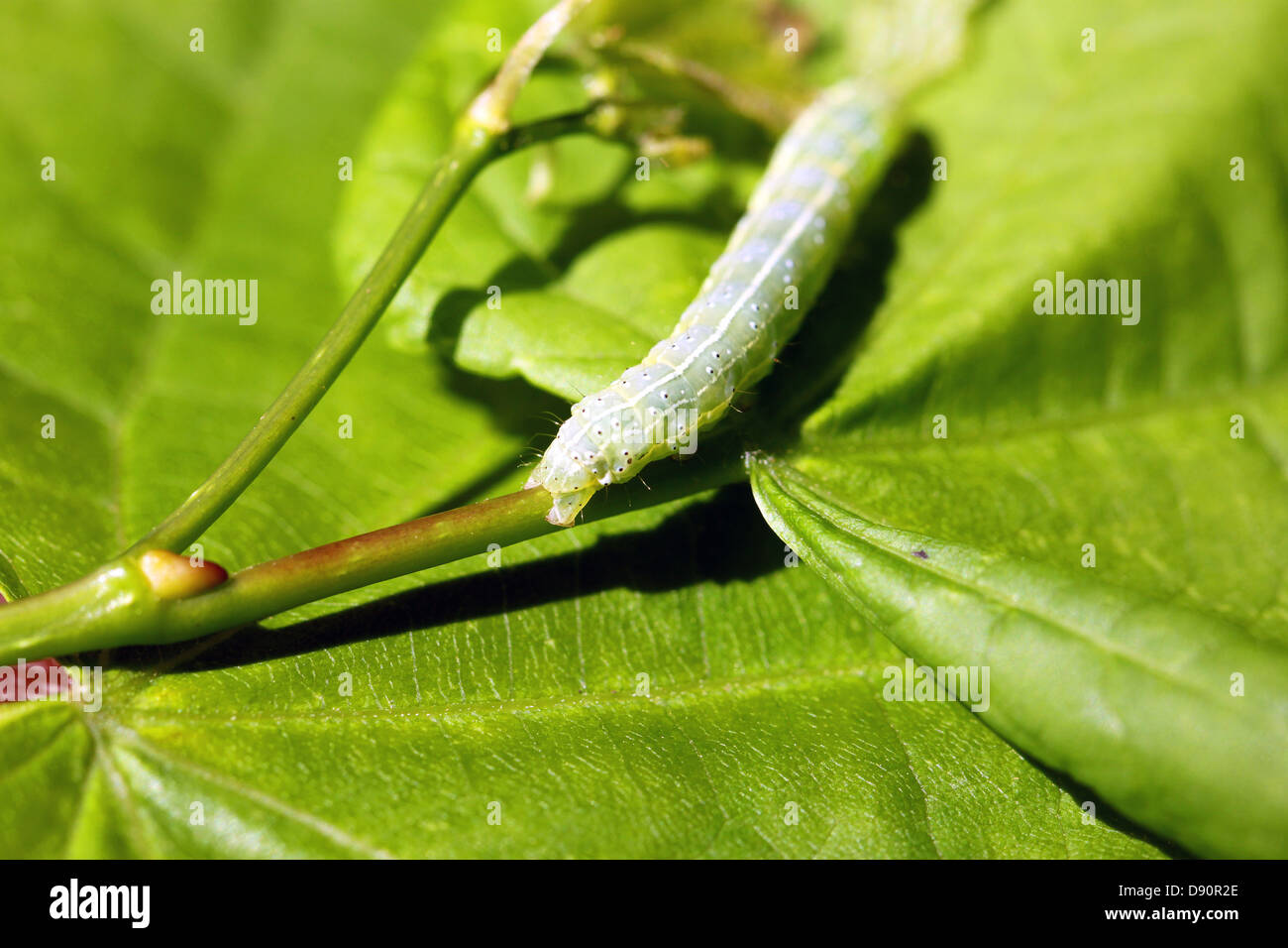 Big green caterpillar crawling on a leaf stalk Stock Photo - Alamy