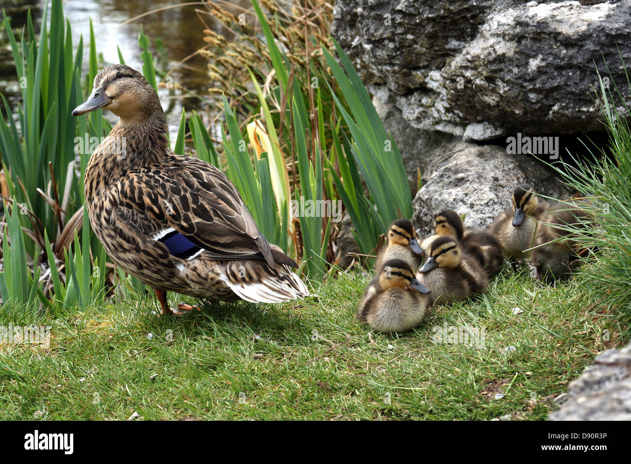 Mother duck with ducklings hi-res stock photography and images - Alamy