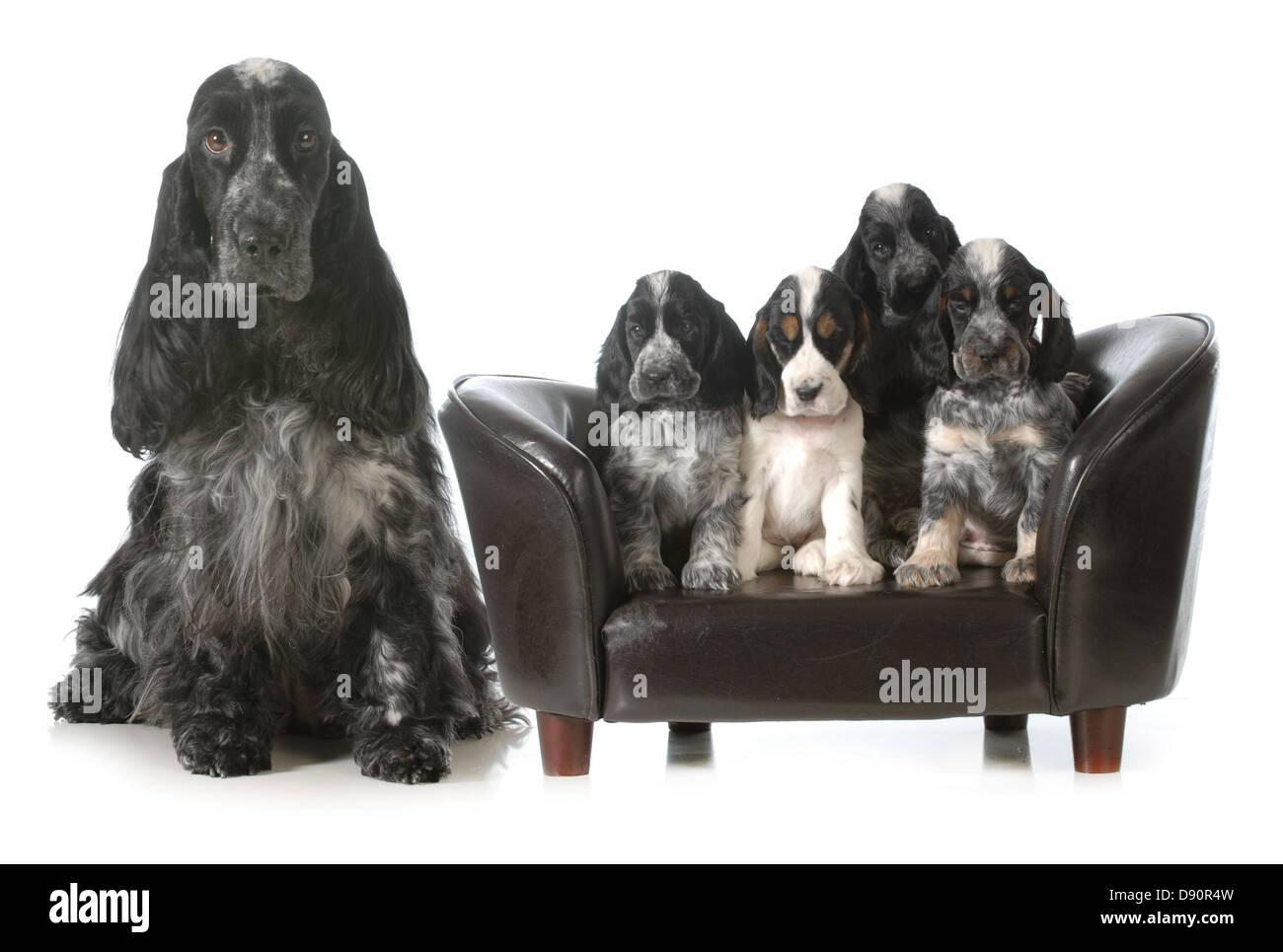 mother dog and puppies english cocker spaniel litter seven weeks old Stock Photo Alamy