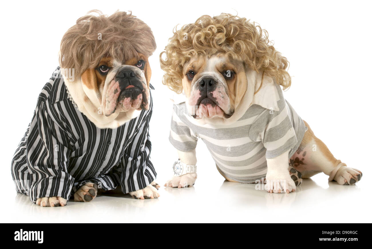 humanized dogs - two english bulldogs wearing wigs and dressed in clothing isolated on white background Stock Photo