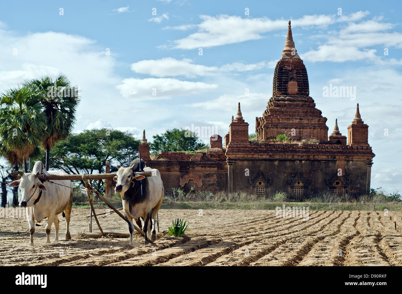 Plowing,Bagan countryside,Burma Stock Photo
