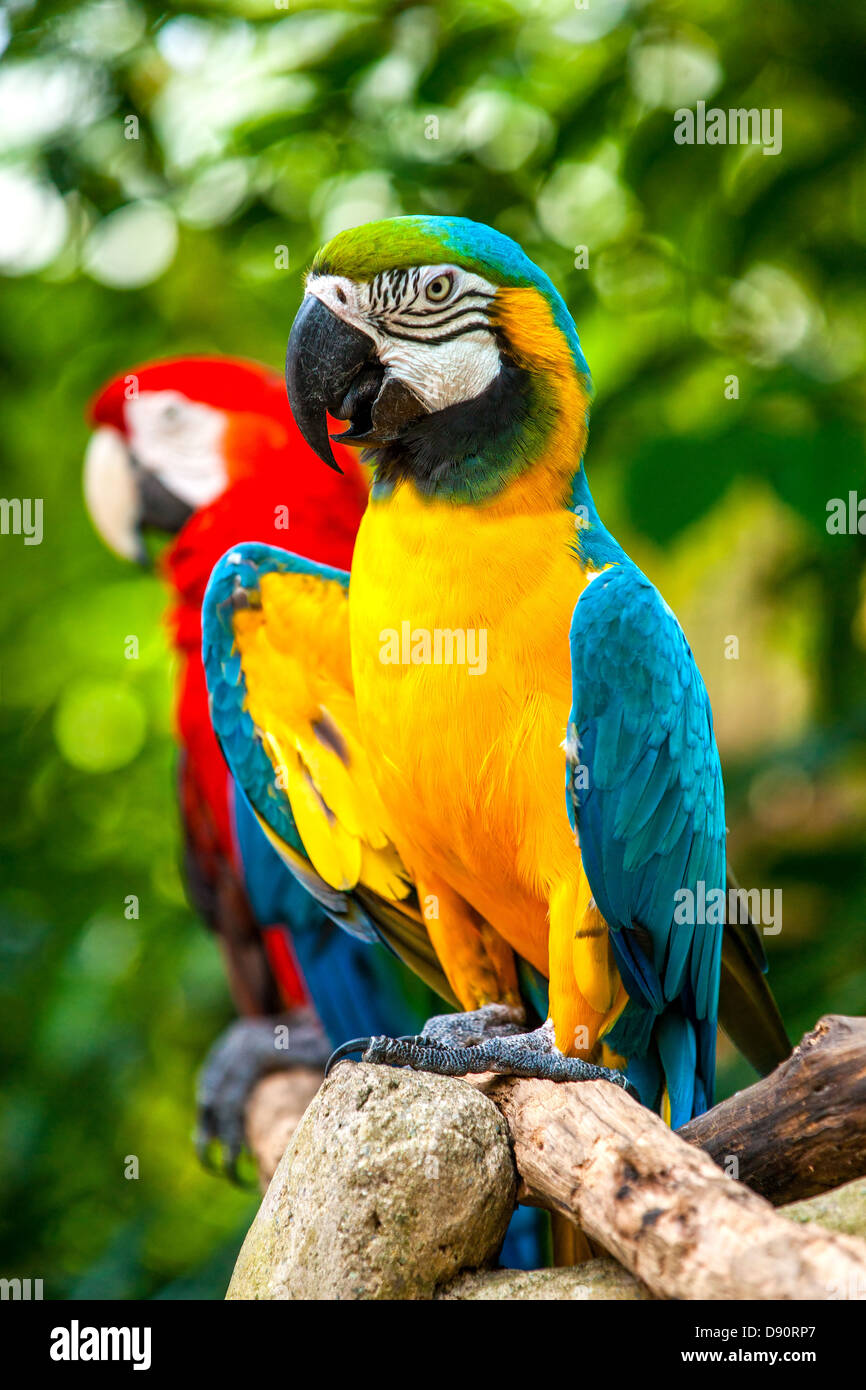 Colorful blue parrot macaw Stock Photo Alamy