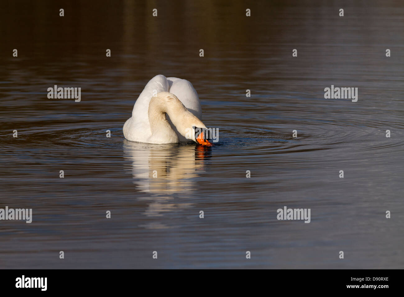 Male Mute Swan, Cygnus olor Stock Photo