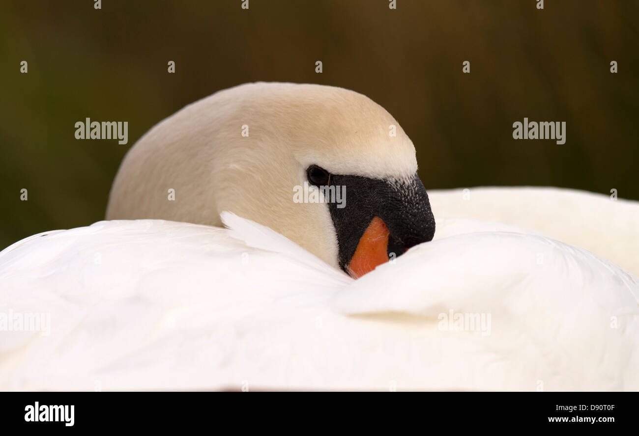 Female Mute Swan asleep on the nest Stock Photo