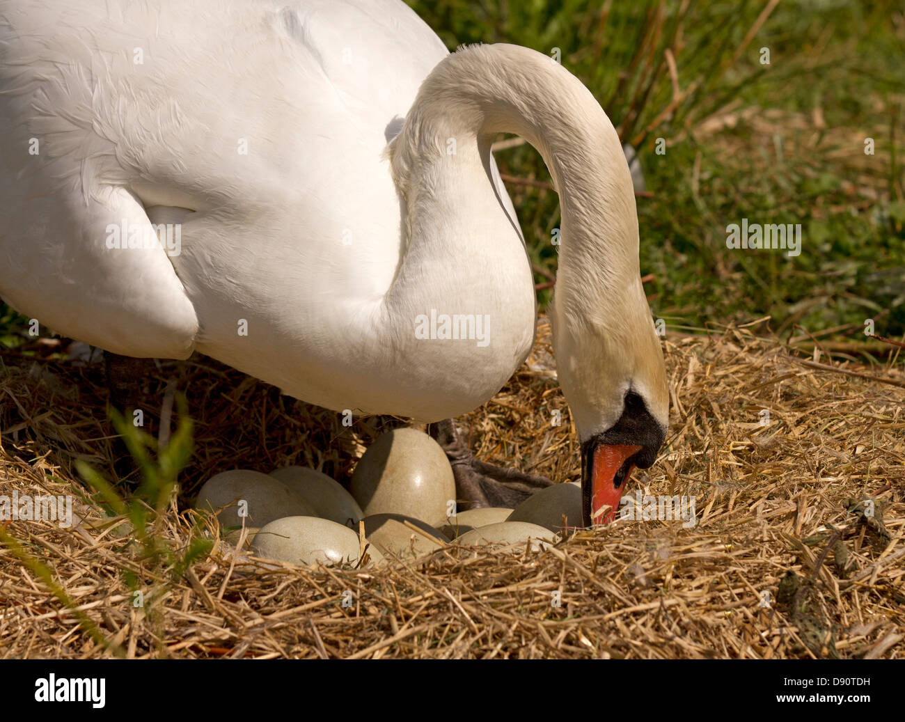 Female turning the eggs Stock Photo