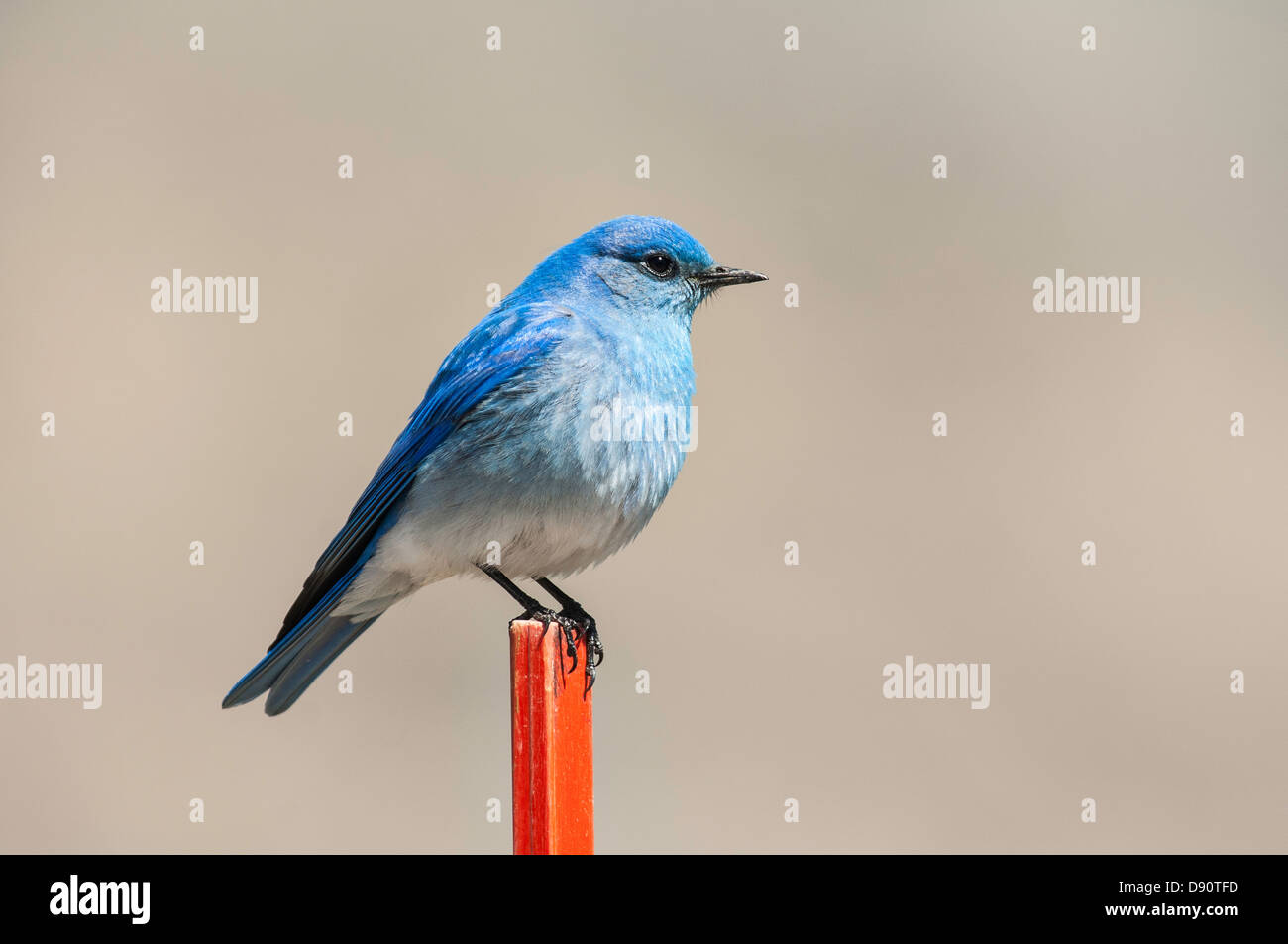 A mountain bluebird perches on a road marker near Mammoth in northern Yellowstone National Park. Stock Photo