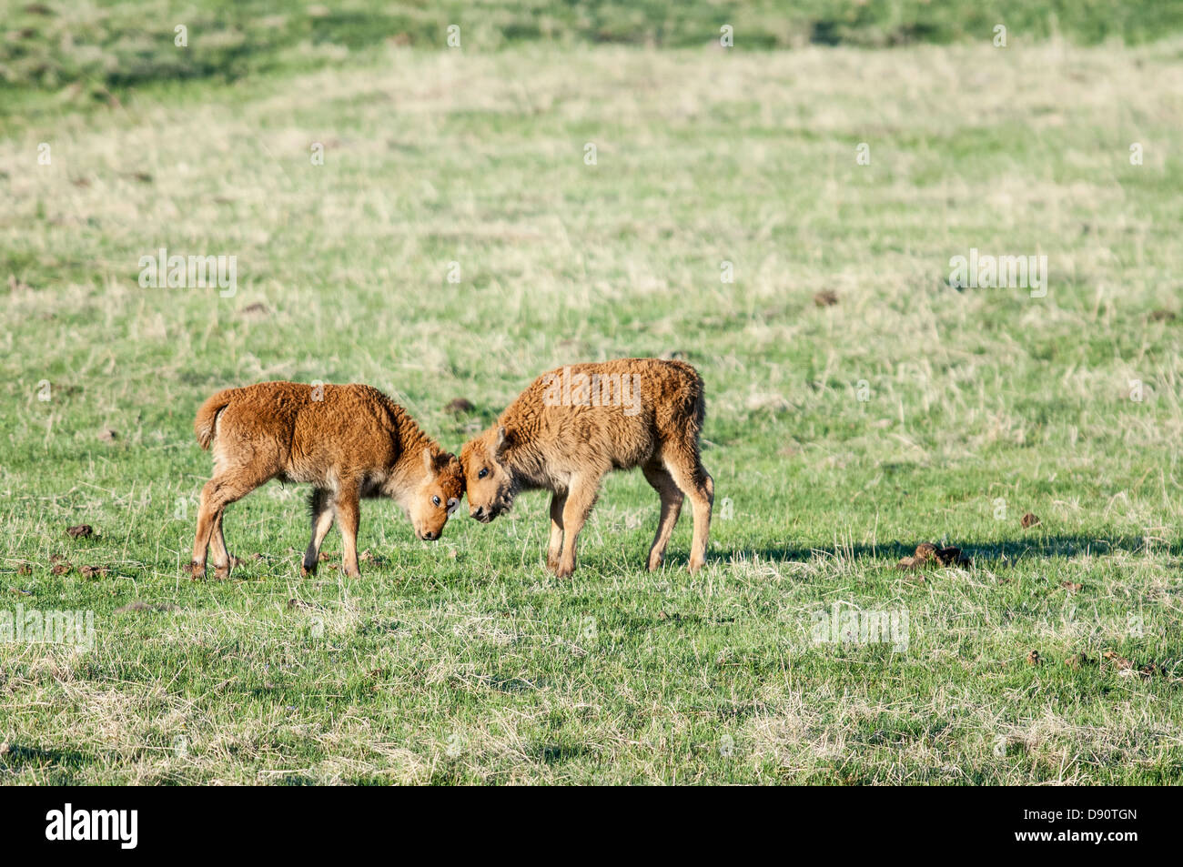 Spring meadow cycle hi-res stock photography and images - Alamy