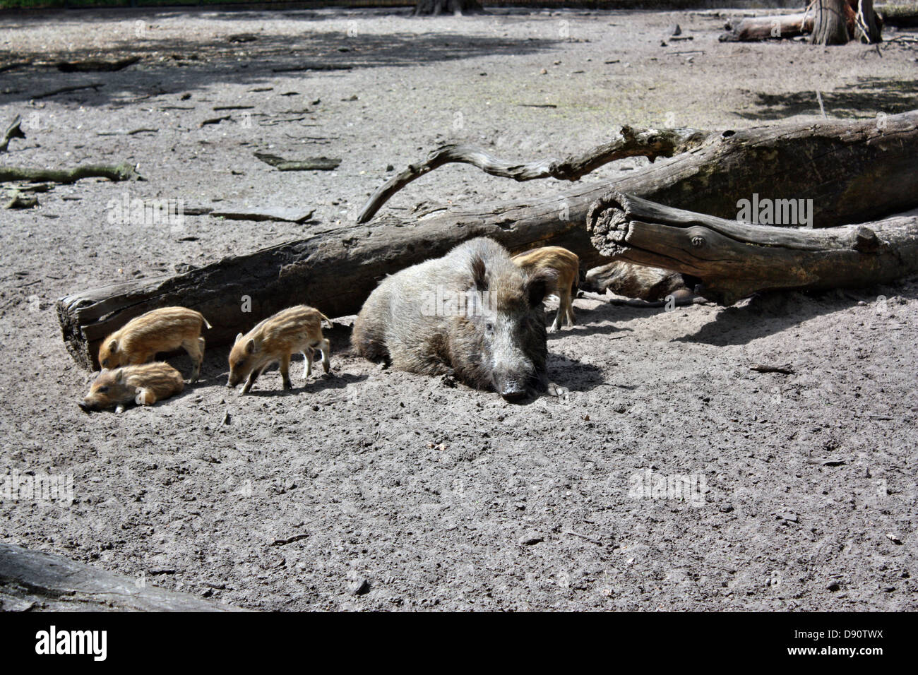 Little boars head hi-res stock photography and images - Alamy