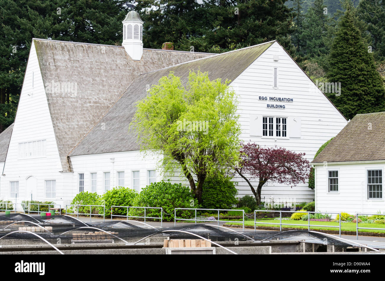 Oregon, Bonneville Fish Hatchery.  The egg incubation building with rearing ponds Stock Photo