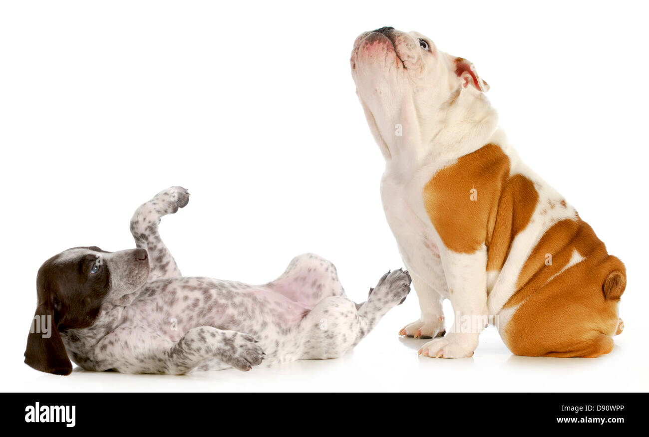 two cute puppies looking up isolated on white background - german shorthaired pointer and english bulldog puppy Stock Photo