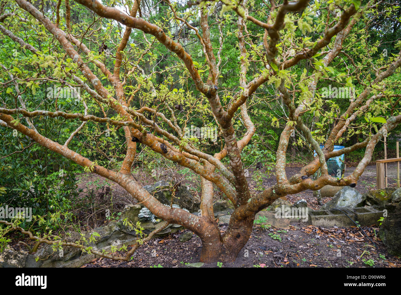 Kanapaha Botanical Gardens located in Gainesville Florida. Contorted mulberry Morus alba "Unryu" aka Corkscrew mulberry. Stock Photo