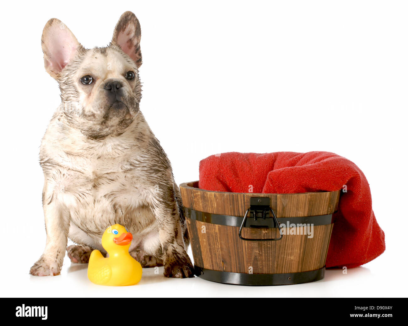 dirty dogs - French bulldog ready for a bath isolated on white background Stock Photo