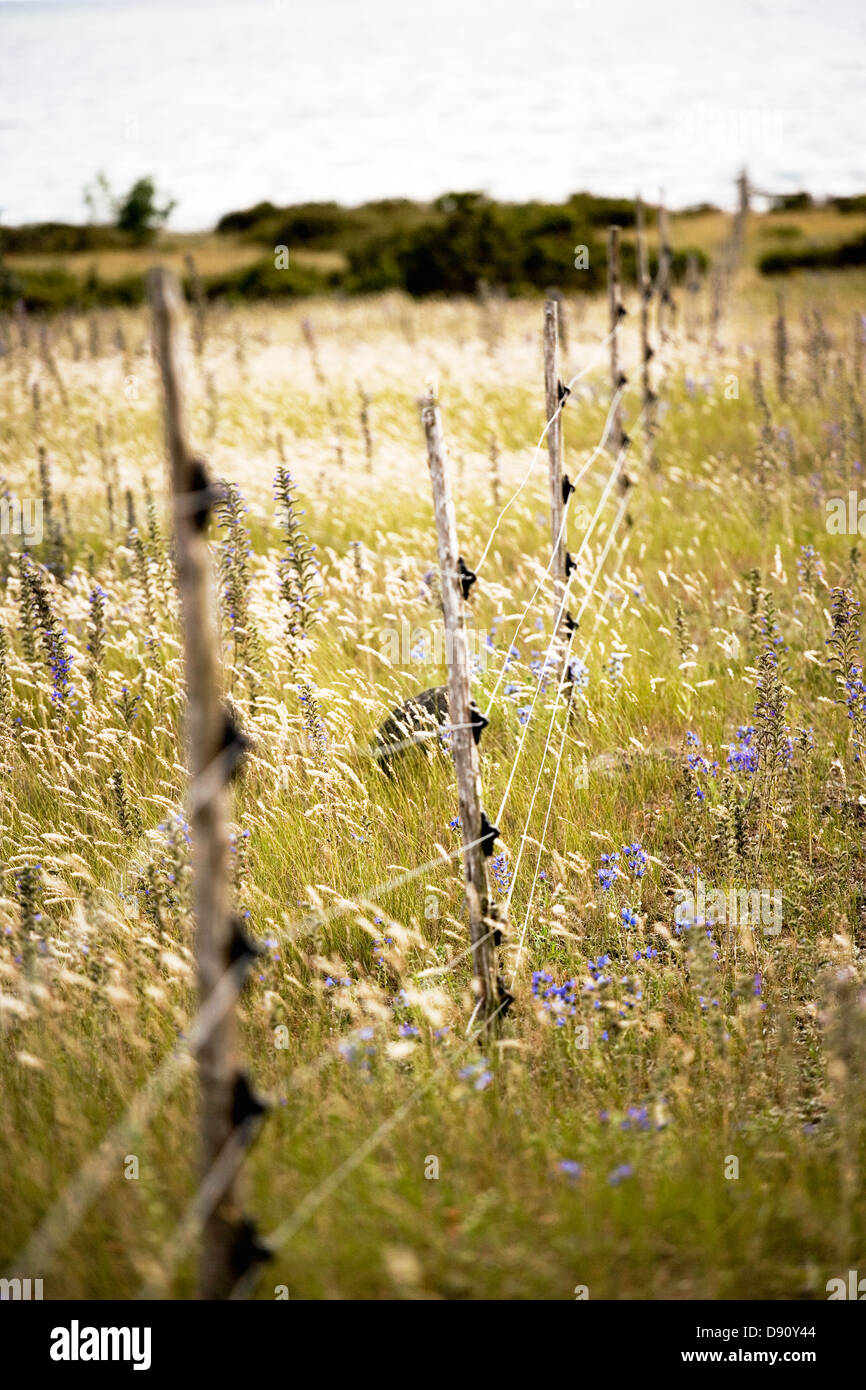 An electric fence and viper''s bugloss, Gotland, Sweden. Stock Photo