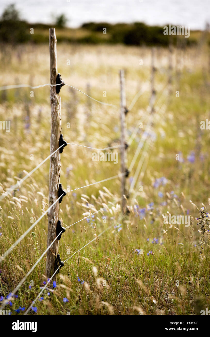 An electric fence and viper''s bugloss, Gotland, Sweden. Stock Photo