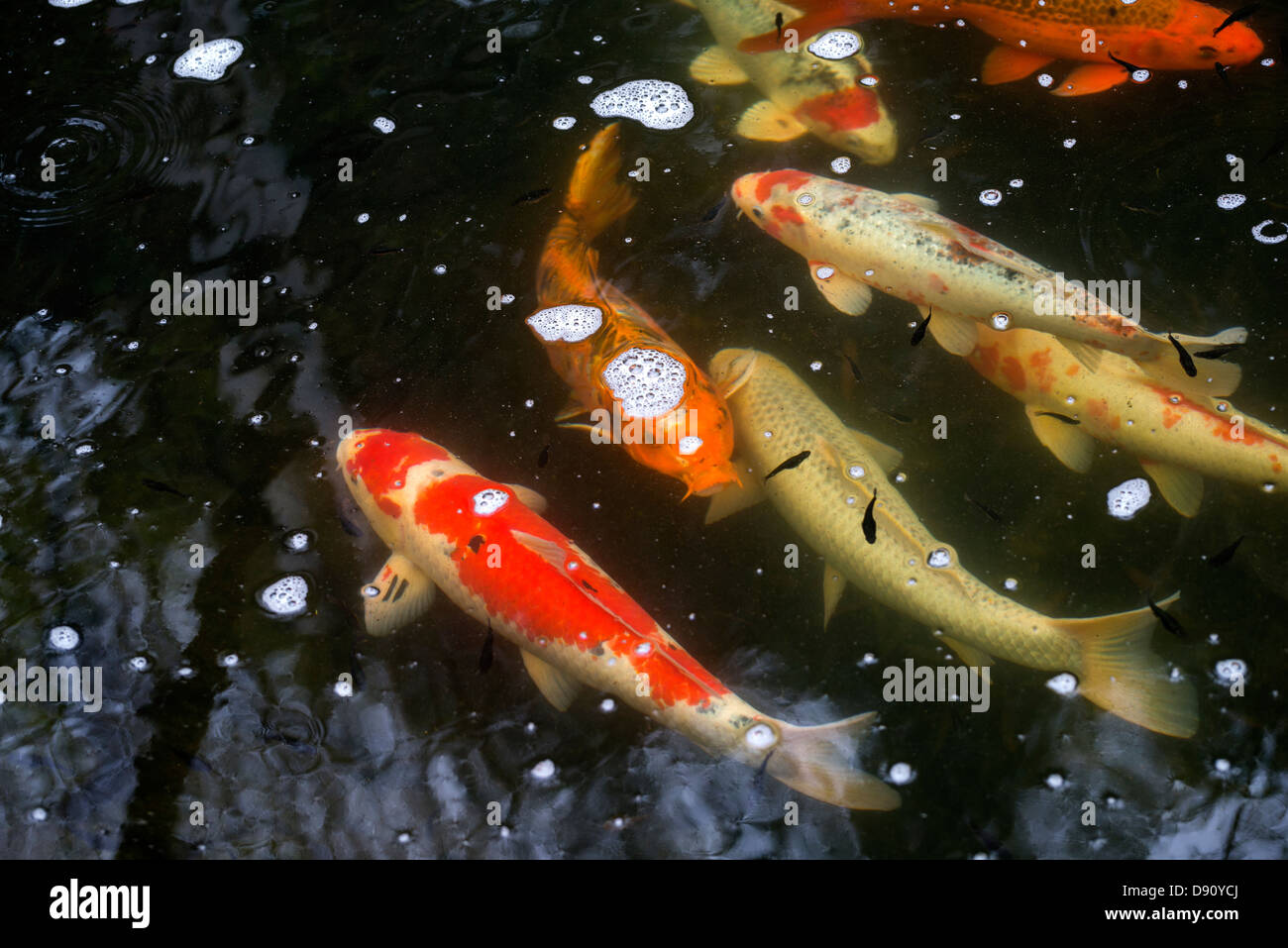 Koi and water lilies at Kanapaha Botanical Garden in Gainesville