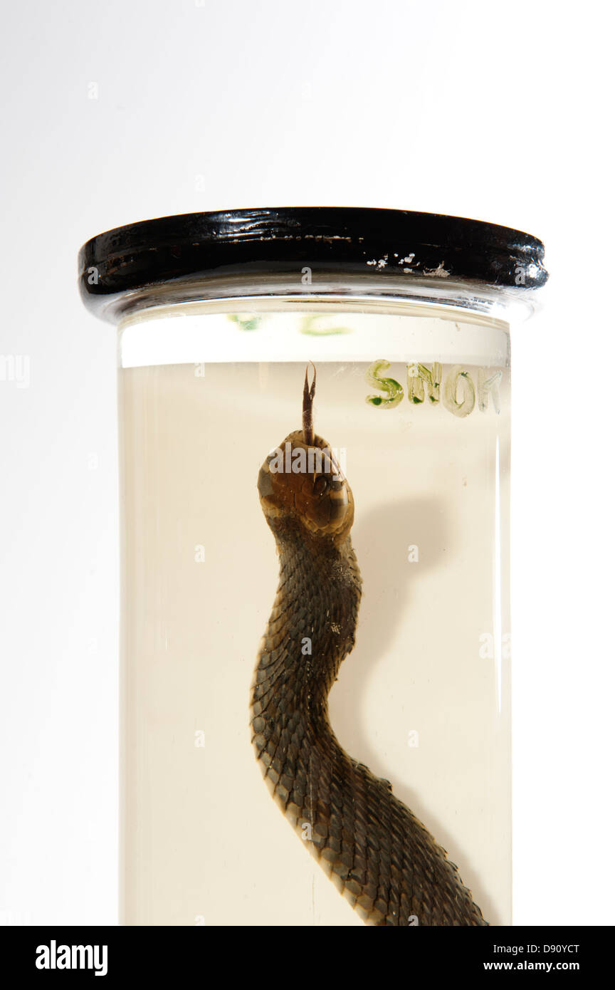 Snake in Formaldehyde Stock Photo