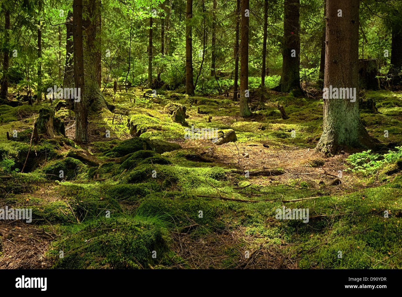 The primeval forest with mossed ground-HDR Stock Photo