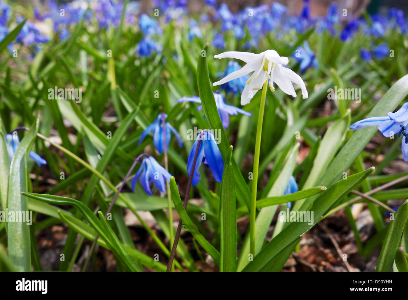 White Siberian squill (Scilla siberica) among blue ones. Stock Photo