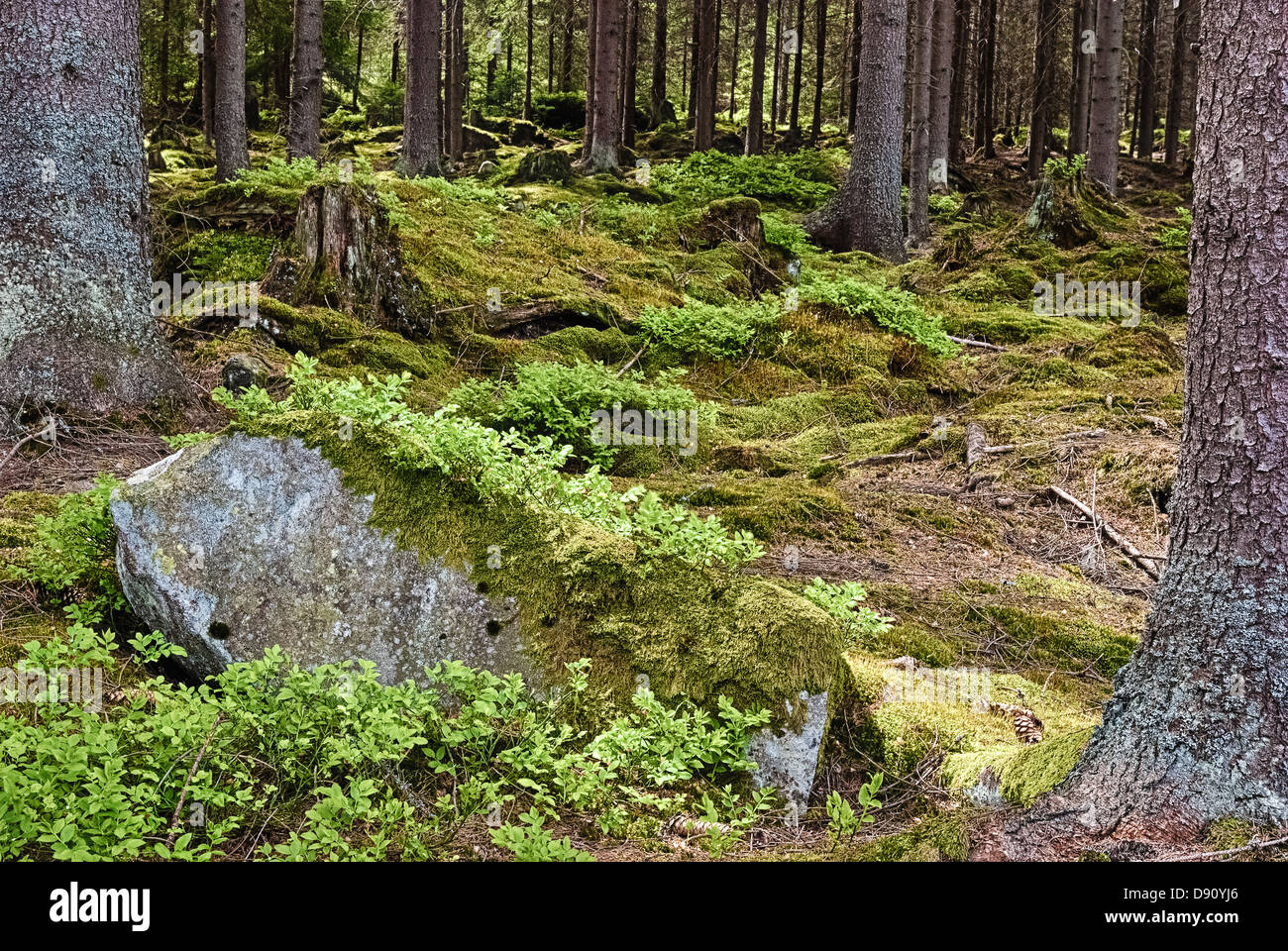 The primeval forest with mossed ground-HDR Stock Photo