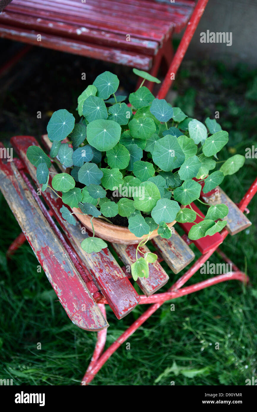 Nasturtium in pot hires stock photography and images Alamy