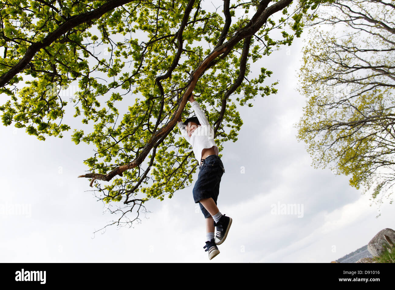 Boy hanging from branch tree hires stock photography and images Alamy