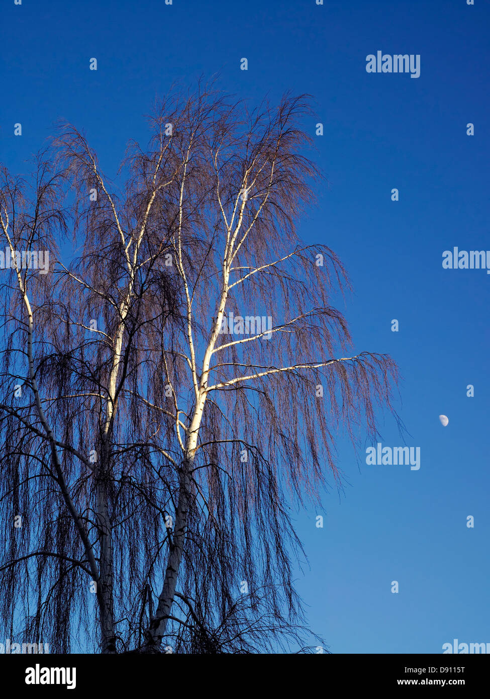 Birch-trees in the moonlight, Sweden. Stock Photo