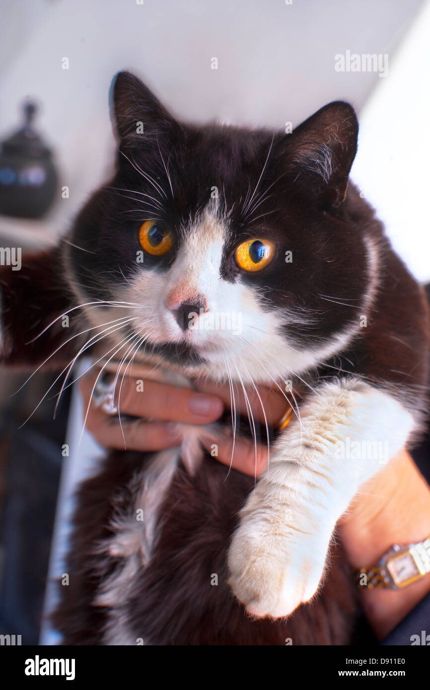 Hands holding black and white cat looking at camera Stock Photo - Alamy