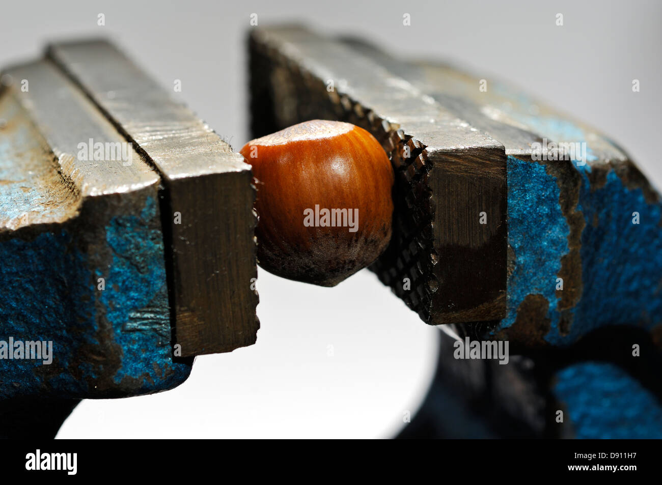 Hazelnut in a vice, Sweden. Stock Photo