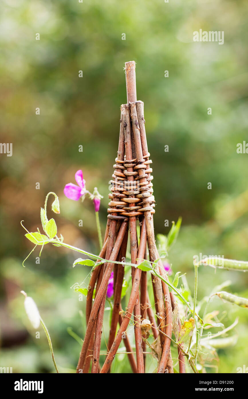 Flowers on trellis, closeup Stock Photo Alamy