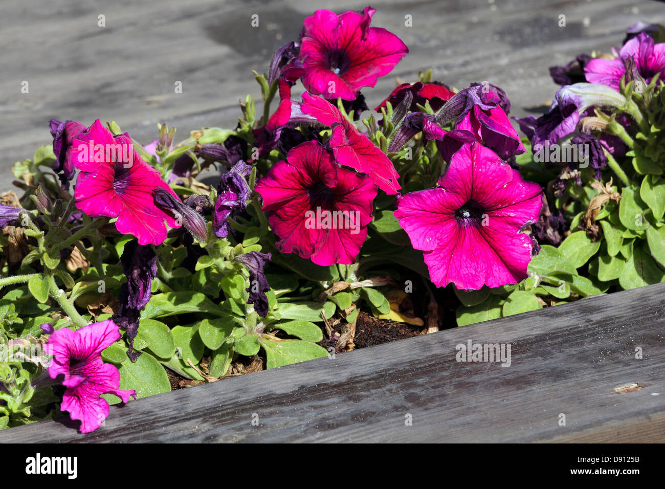 Red flowers in a wooden trough Stock Photo Alamy