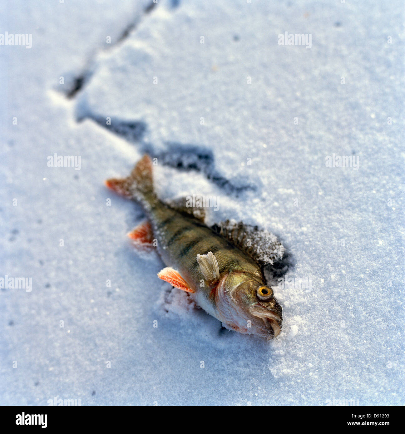 A fish on the ice. Stock Photo