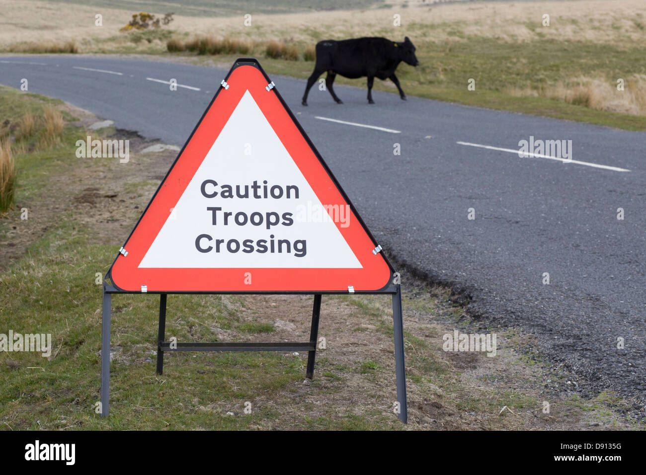 caution troops crossing sign, on a road in Dartmoor National park with a cow on the road Bos primigenius Stock Photo