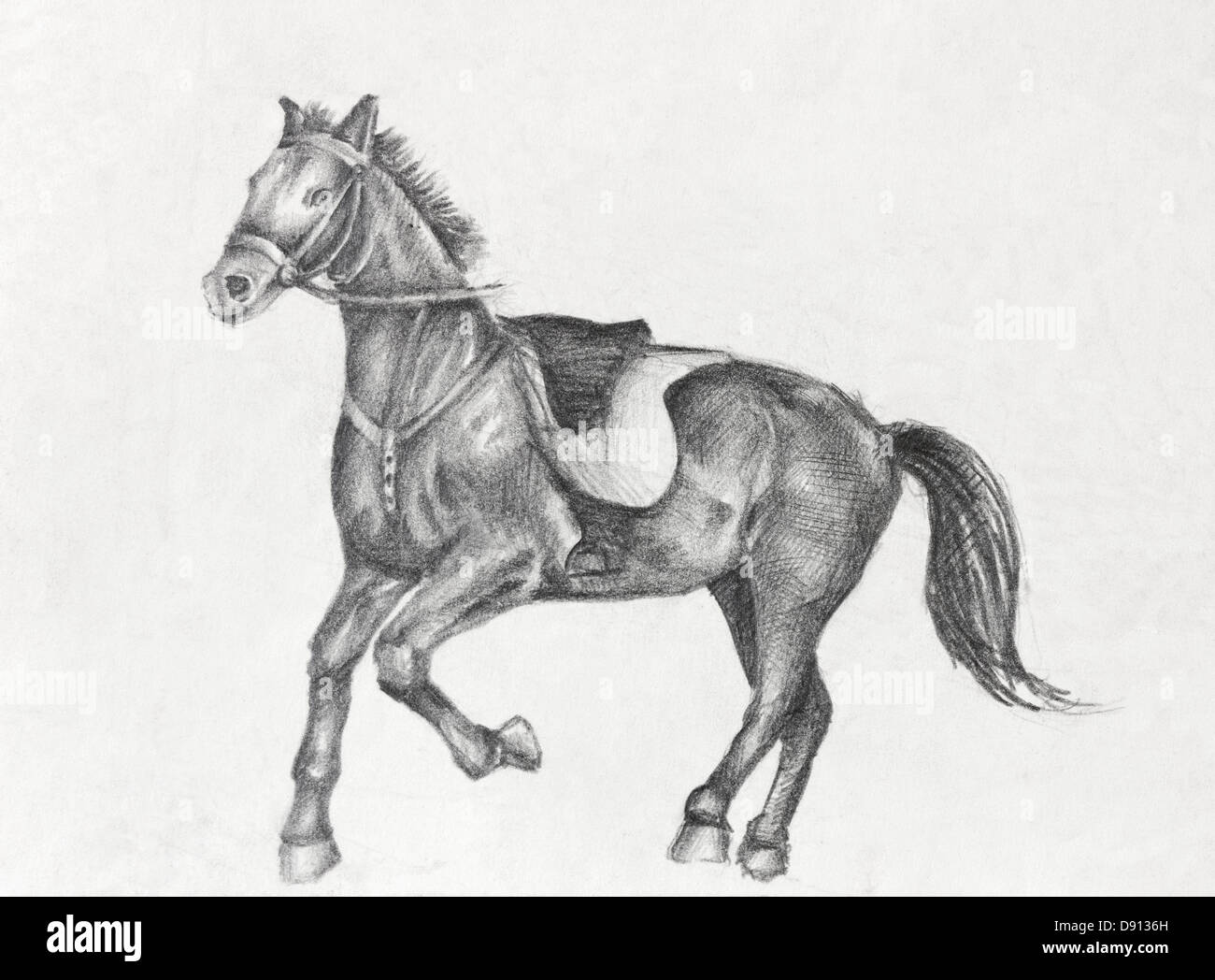 Scetch of a running horse, pencil drawing on white paper artist at age of 15. Stock Photo