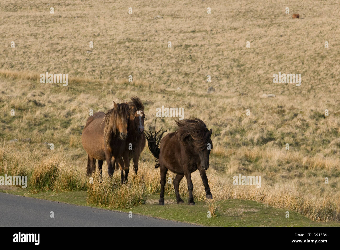 Dartmoor Hill Ponies Dartmoor national park Devon England Stock Photo