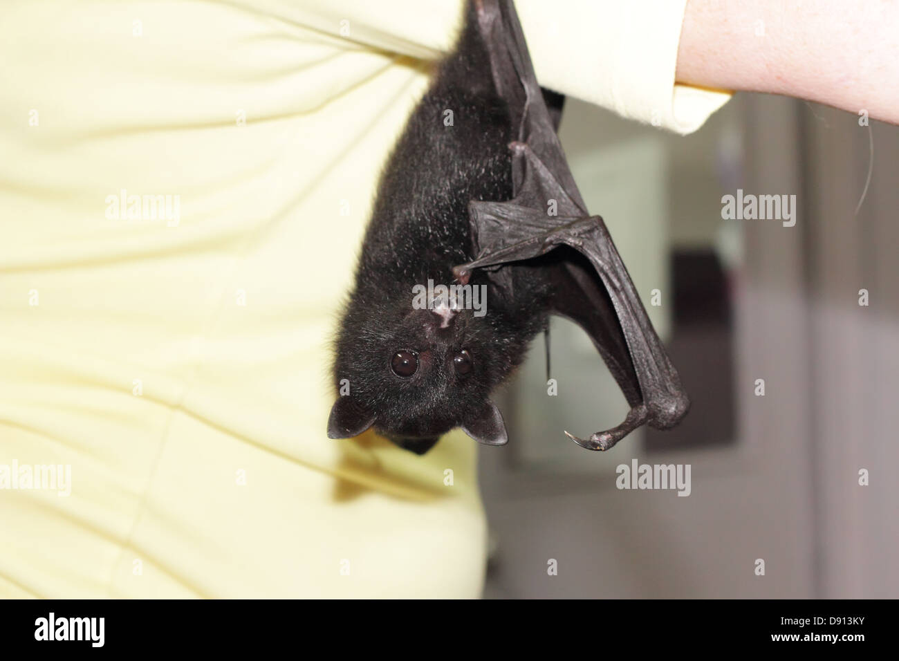 Hanging bat, Handled by a Volunteer at the Animal Shelter Stock Photo