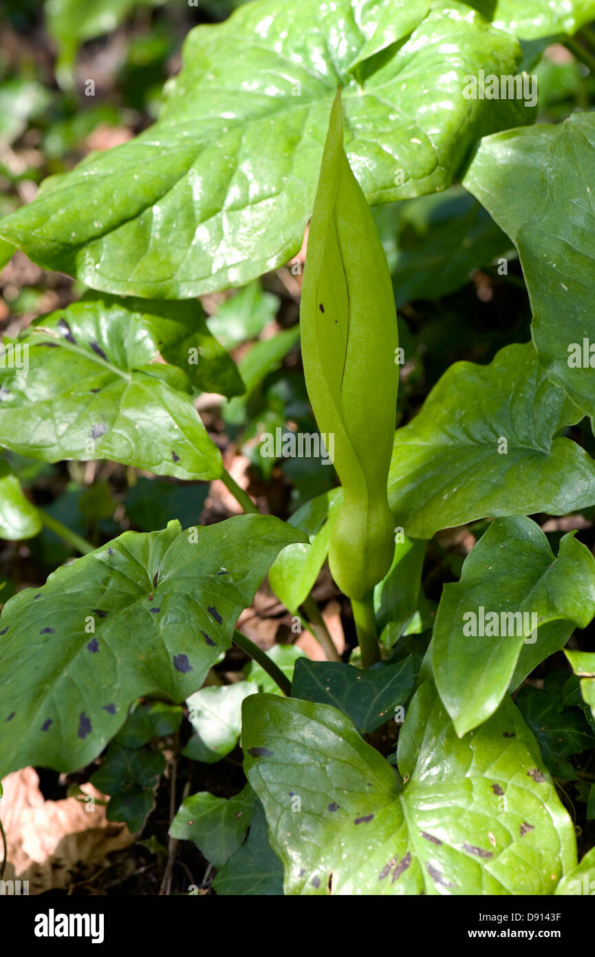 Flower of lords and ladies or cuckoo pint, Arum maculatum, with leaves in woodland shade in spring Stock Photo