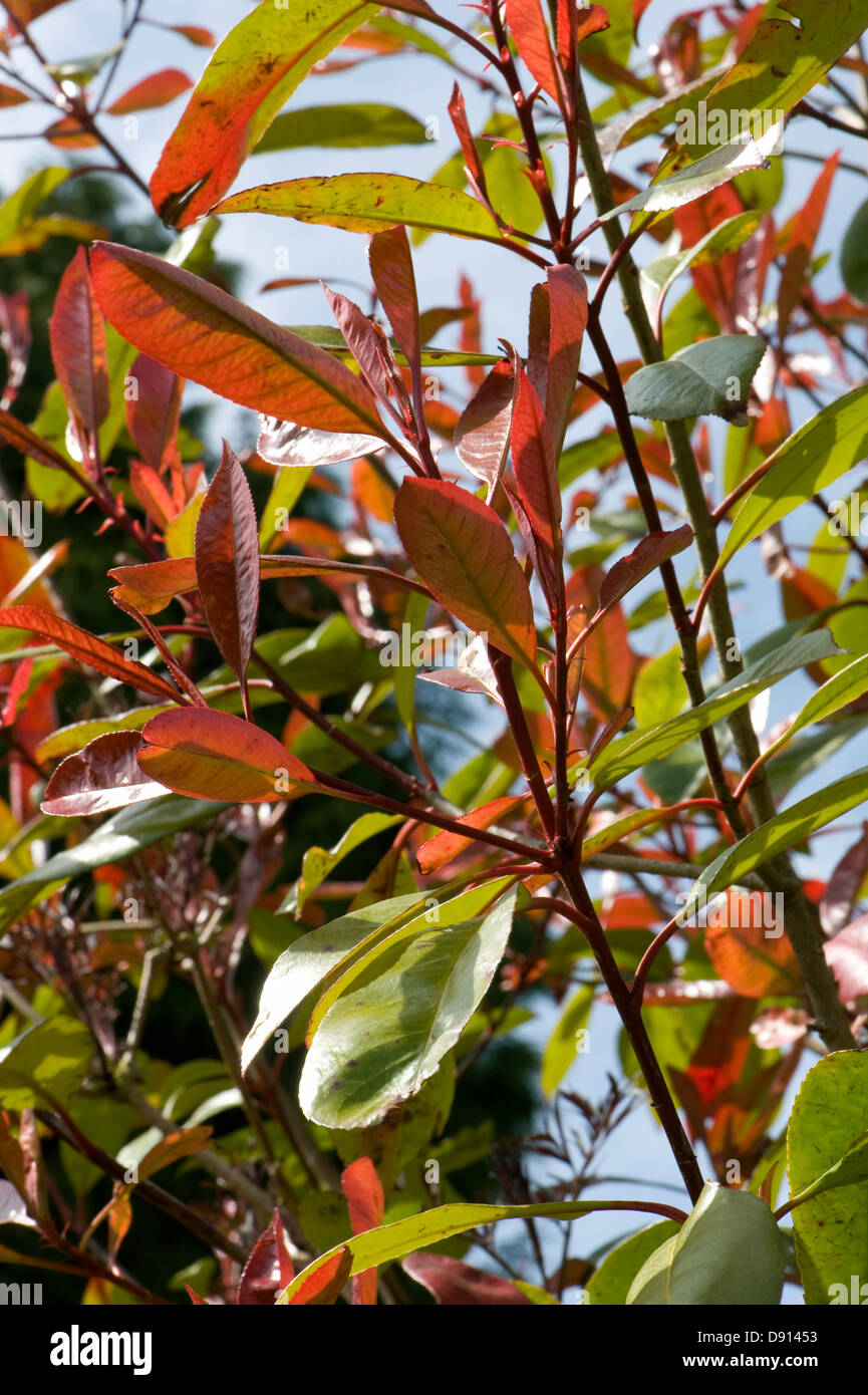 Young red leaves of Photonia 'Red Robin' in spring, an ornamental garden foliage plant Stock Photo