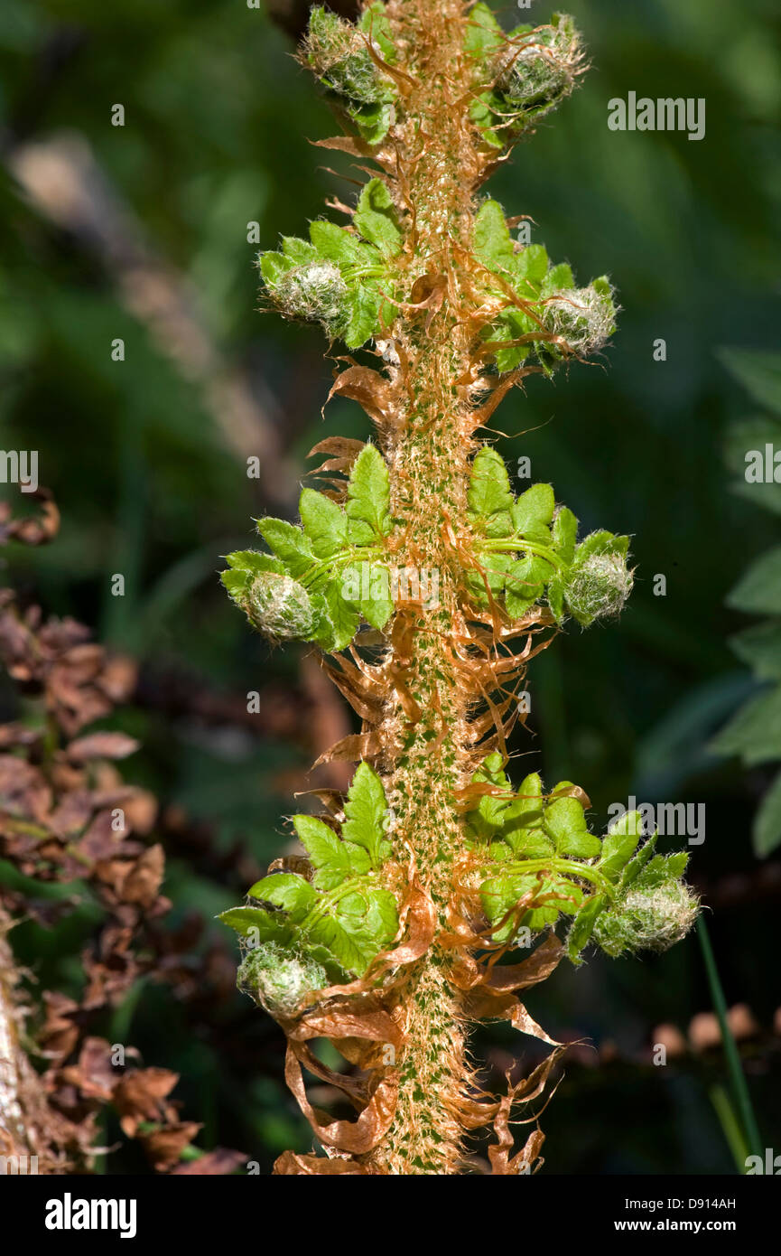 Bipinnate leaf on a male fern plant, Dryopteris filix-mas, unfurling in spring Stock Photo
