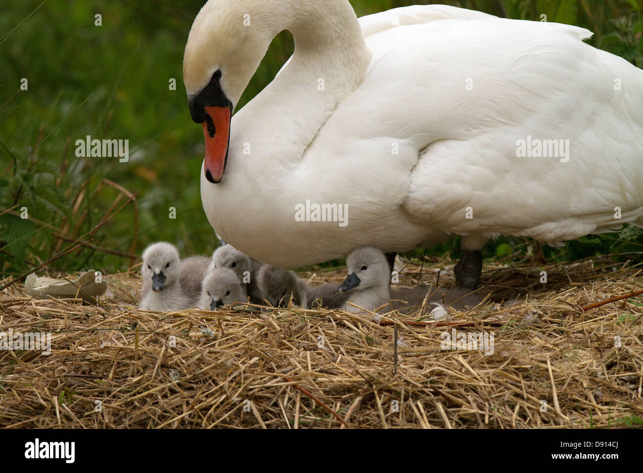 Cygnets just hatched Stock Photo