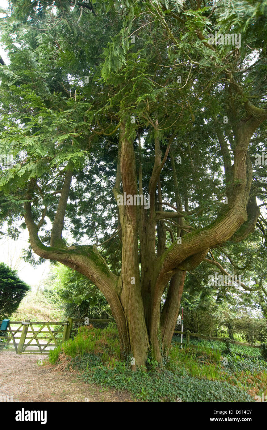 A western red cedar tree, Thuja plicata, grown to produce several upright main trunks, an attractive and majestic tree. Stock Photo